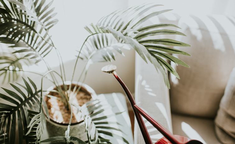 The 7 Things Houseplants Taught Me About Death Acceptance